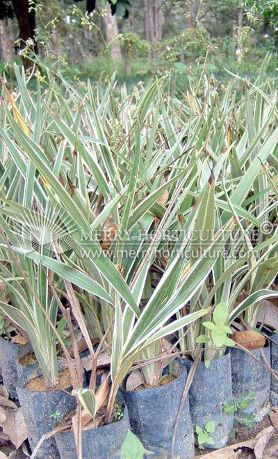 Dianella Tasmanica Variegata